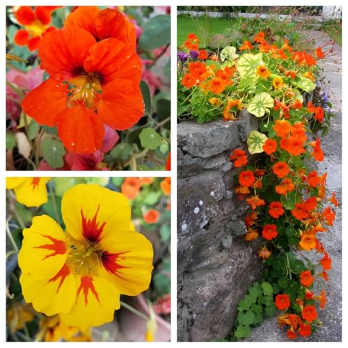 45 Seeds, Nasturtium Climbing Vine Great Climber Red Yellow Flower Gardening Seeds