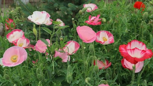 20,000 Semi, Colori Misti, Rosso, Rosa, Orientale, Poppy Corn Poppy Wild Flower Papaver Perennial Flower Seeds Fence Borders Boundary Flower Plants Ou