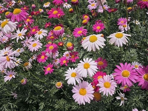 250 Seeds, Mix Piretro Perennial Flower Garden Seeds Seeds