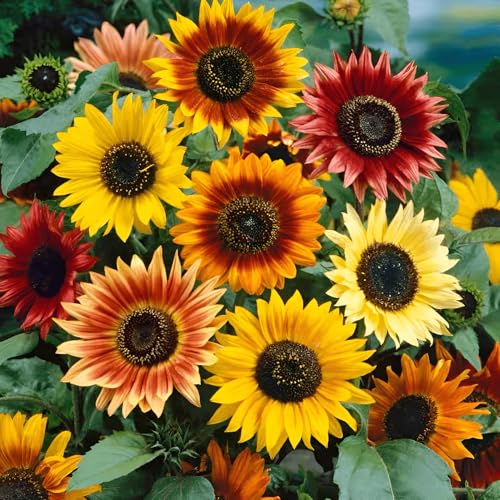 70 Seeds, Sunflower Autumn Beauty, Outdoor Home Garden Flower Seeds Border Flower Fence Boundary Edging Plants Heirloom Seeds Attract Pollinators
