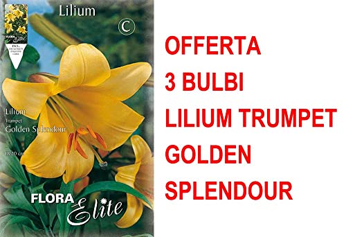 Offerta 3 Bulbi Lilium Trumpet Golden Splendour Bulbs Bulbes