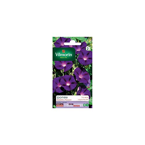 Vilmorin Ipomée Pourpre