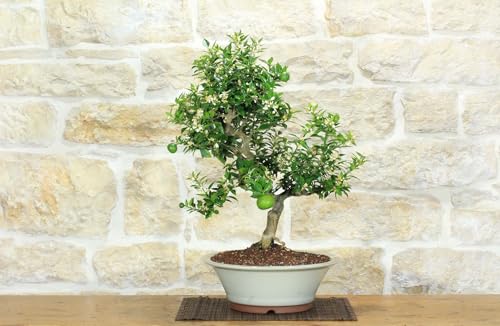 Bonsai Di Citrus Myrtifolia (Chinotto) (102)