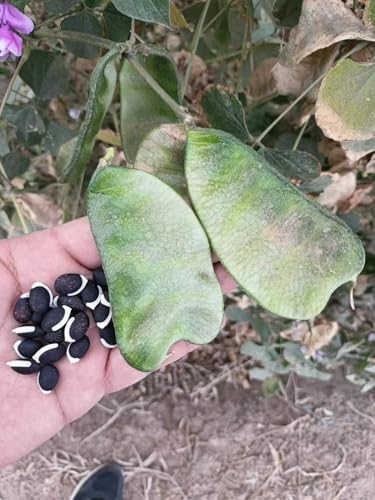 25 Seeds, Hyacinth Bean Green Vine Seeds, Lablab Bean Seeds Vegetable Home Outdoor Garden Vegetable No-Gmo Heirloom Seeds