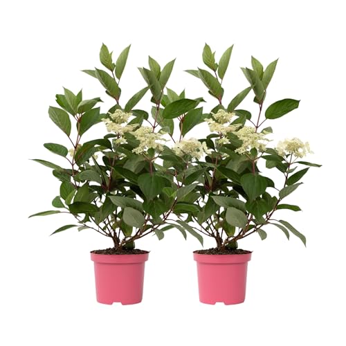 Plant In A Box - Ortensia Hydrangea 'Early Harry' - Set Di 2 - Arbusto Deciduo Forte E Resistente All'Inverno - Vaso 19Cm - Altezza 25-40 Cm