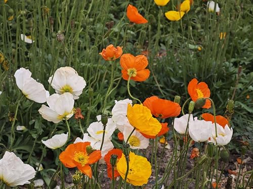 15.000 Seeds, Iceland Poppy Seeds Flower Mix, Perennial Flower Seeds Seeds