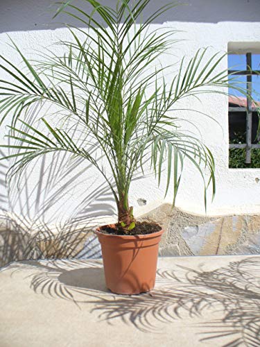 Palma Nano, Phoenix Roebelenii, Una Pianta/Palma Di Circa 65-75 Cm Di Altezza.