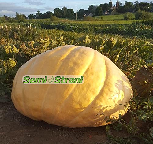 03 Semi Di Zucca Gigante Atlantic Giant La Piu' Grande Del Mondo Con Genetica Da Concorso + Guida Coltivazione