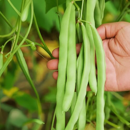 20 Seeds, Green Bean Seeds, Pole Bean Vegetable Seeds Home Outdoor Garden Vegetable Gardening Seeds No-Gmo Heirloom Seeds