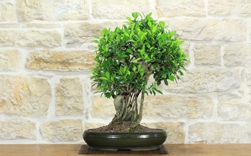 Bonsai Di Ficus Retusa (175)
