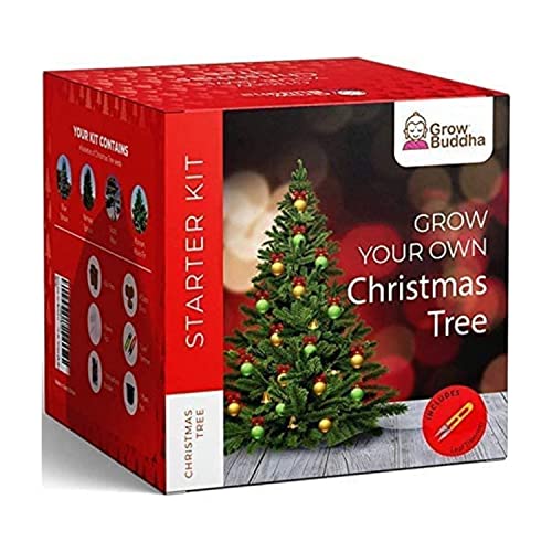 Crescere Il Proprio Albero Di Natale - Crescere 4 Diversi Tipi Di Albero Di Natale A Casa - Principiante Amichevole Albero Crescente Starter Kit Di Av