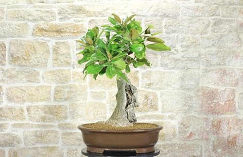 Bonsai Di Magnolia Grandiflora (4)