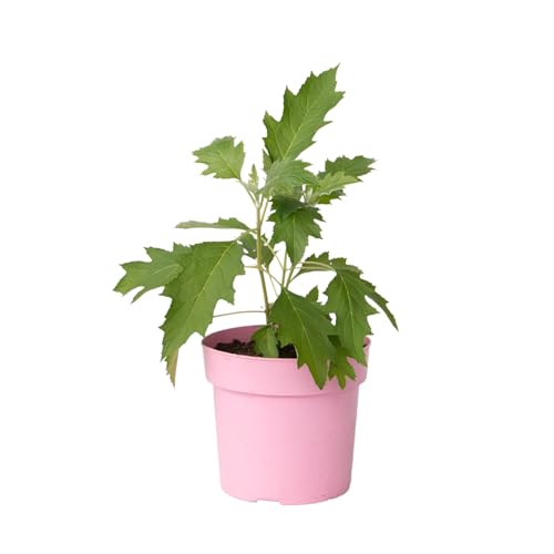 Plant In A Box - Ortensia - Hydrangea Paniculata 'Ice Crystal' - Altezza 25-40Cm - ⌀19Cm