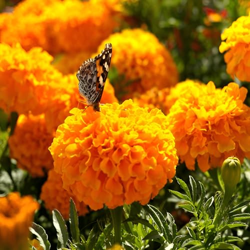 320 Seeds, Crackerjack Marigold Seeds Edging Plants Flower Plants Seeds Outdoor Home Garden Flower Seeds