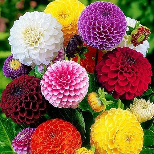 90 Seeds, Dahlia Pompon Flower Mix, Gardening Flowers Seeds Garden For Beds, Borders, Containers, Cut Flower Outdoor Home Garden Flower Seeds Attract 