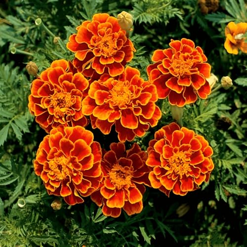 300 Seeds, Marigold French Sparky Mix Seeds For Home Garden Bonsai Dwarf Marigold Longer Blooming Attract Pollinators