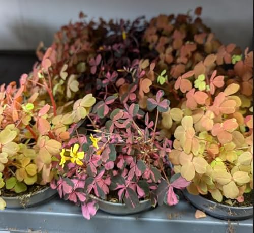 Oxalis - Set Di 3 Mini Piante Oxalis In Vaso Da 8 Cm