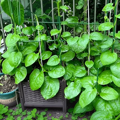 110 Seeds, Green Creeping Malabar Climbing Spinach Leaf Vegetable Seeds Fast-Growing Vine Seeds Home Outdoor Garden Vegetable Gardening Seeds No-Gmo H
