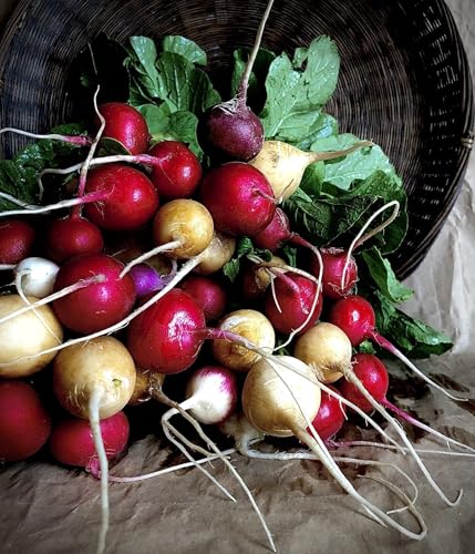 No-Gmo 200 Seeds, Easter Egg Radish Seeds For Planting, (Isla'S Garden Seeds), Vegetable Gardening Seeds Outdoor Home Garden Seeds Vegetable Heirloom