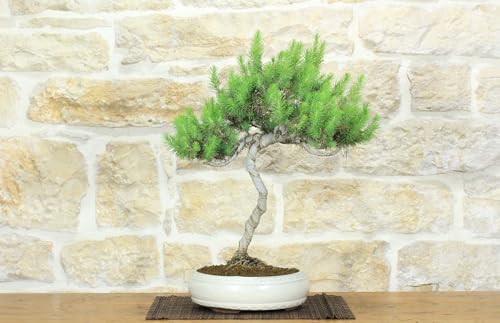 Bonsai Di Pino D'Aleppo (11)