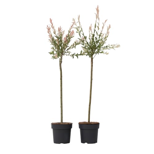 Plant In A Box - Salix 'Flamingo' - Set Di 2 - Stelo Di Salix - Salice Cinese - Pianta Da Giardino - Resistente All'Inverno - Vaso 19Cm - Altezza 90-1