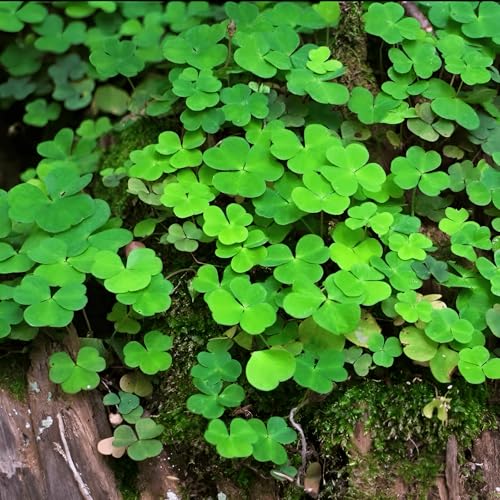 900 Seeds, Shamrock - Trifolium Dubium - Oxalis Plant Heirloom Nonogm Seeds