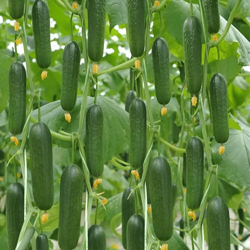 40 Seeds, Salads Snacks Mini Cucumber Beit Alpha Garden Seeds, Doesn'T Need Peeling Seeds