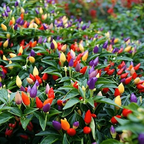 50 Seeds, Ornamental Pepper Seeds Indoor Outdoor Mix Hot Chili Heirloom Vegetable Garden Seeds Home Garden Vegetable No-Gmo Heirloom Seeds