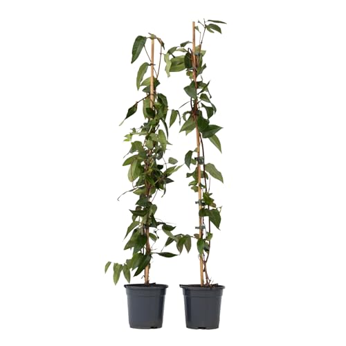 Plant In A Box - Lonicera Henryi 'Copper Beauty' - Set Di 2 - Caprifoglio - Pianta Da Giardino - Pianta Rampicante - Giallo - ⌀17Cm - Altezza 110-120C