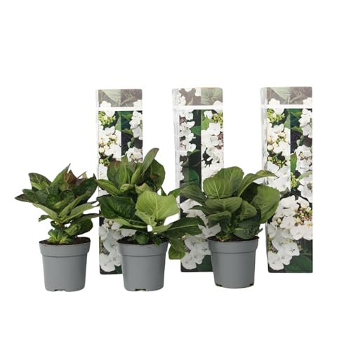 Plant In A Box - Ortensia Hydrangea Macrophylla Teller - Set Di 3 - Bianco - ⌀9Cm - Alt. 25-40Cm