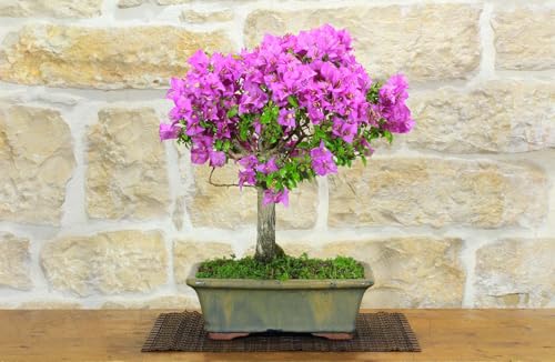 Bonsai Di Bougainvillea Sanderiana (124)