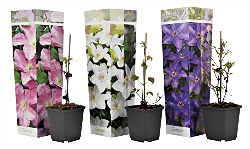 Plant In A Box - Clematis Climbers - Mix Di 3 Piante - Vaso 9Cm - Altezza 25-40Cm