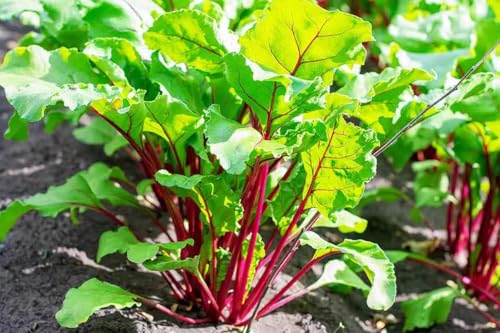 No-Gmo Green Seeds For Planting 100 Seeds, Red Swiss Chard Seeds – Plant & Grow Swiss Chard Home Outdoor Garden Vegetable Gardening Heirloom Seeds