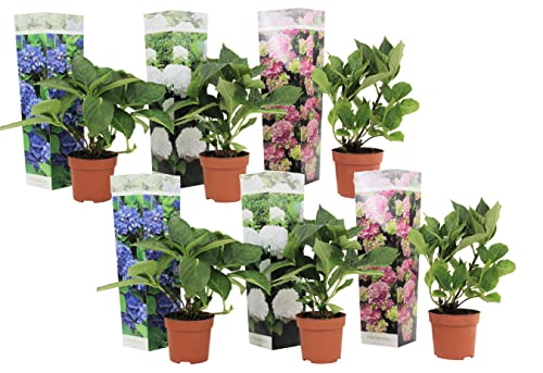 Plant In A Box - Hydrangea Macrophylla 'Early Blue', 'Early Pink', 'Wudu' - Ortensia - Misto Di 6 - Vaso 10,5 Cm - Altezza 25-40 Cm