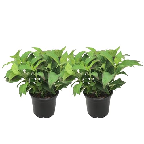 Plant In A Box - Ortensia Hydrangea Serrata 'Bagliore Estivo' - Set Di 2 - Arbusto O Pianta Da Vaso Di Ortensia - Sempreverde E Resistente - Vaso 19Cm