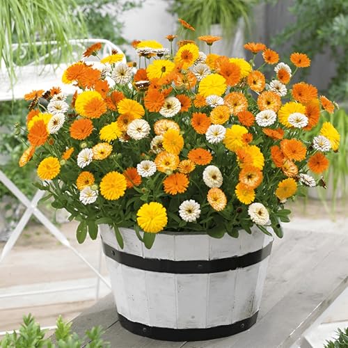 180 Seeds, Orange Pot Marigold Calendula Officinalis Flower Seeds, Arancione, Gold & Yellow Blooms Mix Garden Seeds