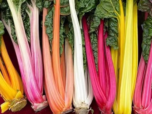 No-Gmo Green Seeds For Planting 100 Seeds, Rainbow Swiss Chard Seeds – Plant & Grow Swiss Chard Home Outdoor Garden Vegetable Gardening Heirloom Seeds