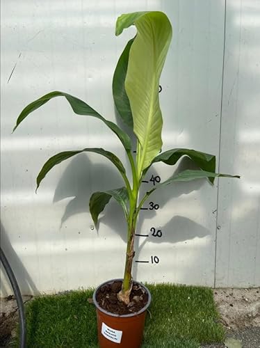 Vivaio Garden Forest Musa Basjoo Sakhalin (M. Japonica) Banano Giapponese, Pianta Reale, Albero Da Banane, Pianta Da Frutto, Banano Vero, Banano Rusti