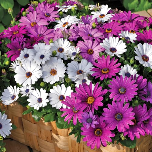 85 Seeds, Osteospermum African Daisy Mix Flower Seeds Outdoor Home Garden Flower Seeds
