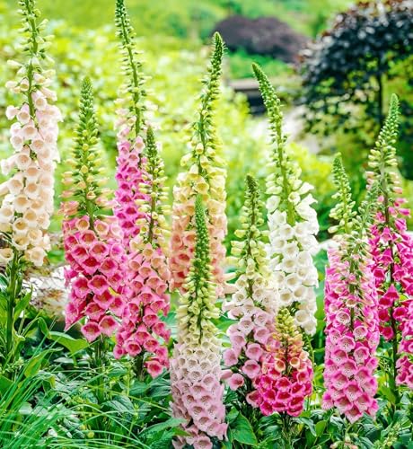 2800 Seeds, Foxglove Flower Seeds Fence Boundary Flower Plants Seeds Outdoor Home Garden Flower Seeds Attract Pollinators