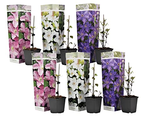 Plant In A Box - Clematis Climbers - Mix Di 6 Piante - Vaso 9Cm - Altezza 25-40Cm