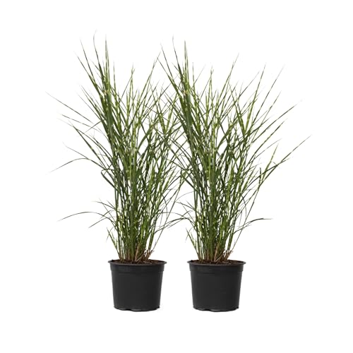 Plant In A Box - Miscanthus Sinensis 'Zebrinus' - Erba Ornamentale - Set Di 2 - Vaso 23Cm - Altezza 20-30Cm