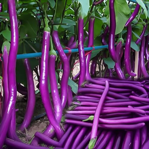 180 Seeds, Long Purple Eggplant Seed High Yield Vegetable Seed For Planting Home Outdoor Garden Vegetable Gardening Seeds No-Gmo Heirloom Seeds