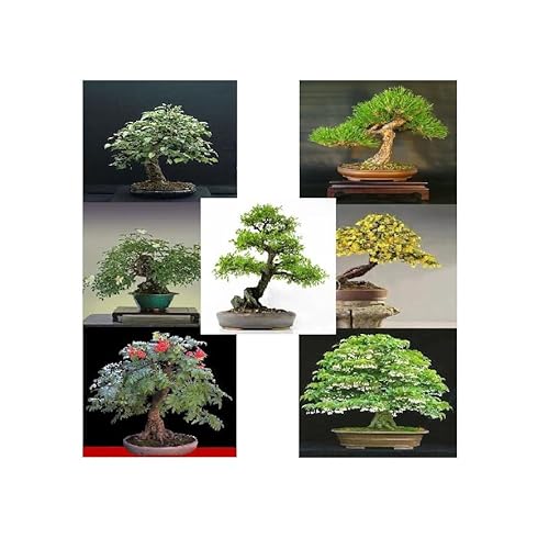 Noah - Semi Di Bonsai - Piante Da Interno - Bonsai Di 7 Varietà