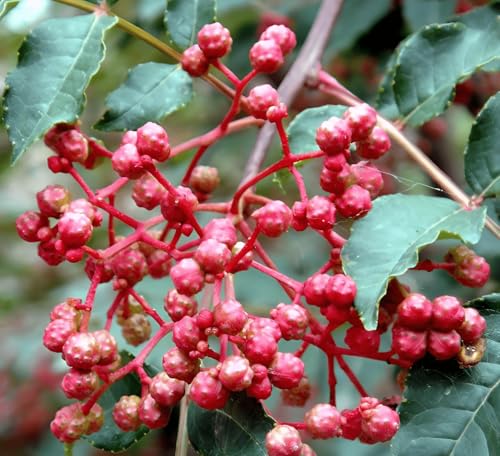 No-Gmo 70 Seeds, Chinese Prickly Ash Seeds Sichuan Peppers, Peppercorns Culinary Herb Gardening Seeds Home Outdoor Garden Vegetable Gardening Heirloom