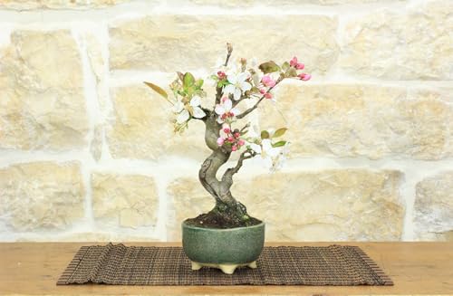 Bonsai Di Melo Selvatico (132)