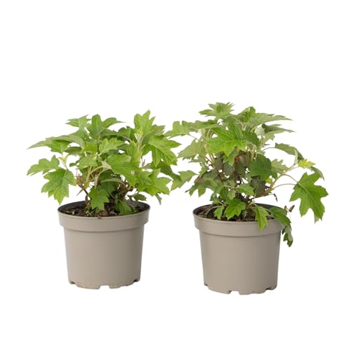 Plant In A Box - Ortensia - 2 Pezzi - Hydrangea 'Toy Soldier' - Altezza 25-40Cm - ⌀19Cm