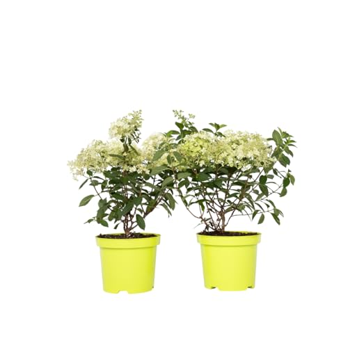 Plant In A Box - Ortensia Hydrangea Paniculata 'Bobo' - Set Di 2 - Ortensia - Arbusto Resistente - Pianta Da Giardino - Vaso 19Cm - Altezza 25-40Cm