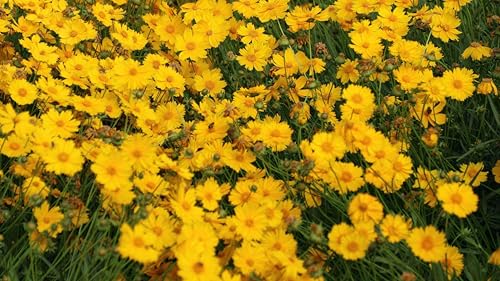 450 Seeds, Coreopsis Flower Seeds, Golden-Yellow Blooms Perennial Flower Gardening Seeds Borders Flower Plants Seeds Outdoor Home Garden Flower Seeds