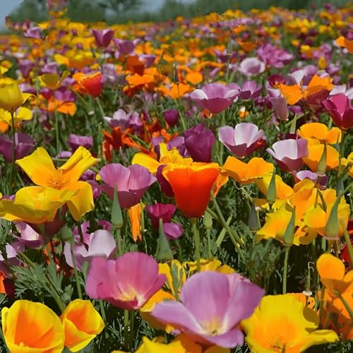 3000 Seeds, California Poppy Wild Flower Perennial Flower Seeds Seeds